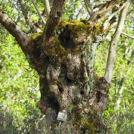 Гостевой дом Vue Sur